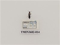 藏品(鞘翅目(2))的圖片